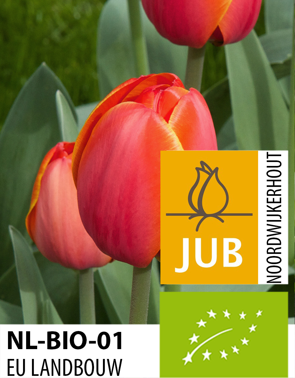 Tulipán Ad Rem BIO 11/12, 100 ks